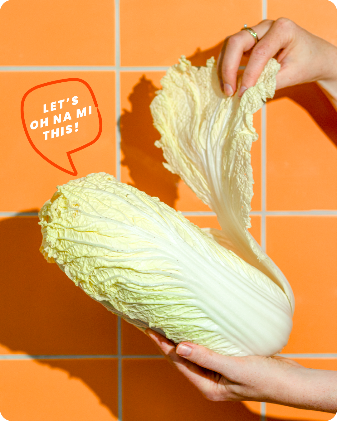 Napa Cabbage